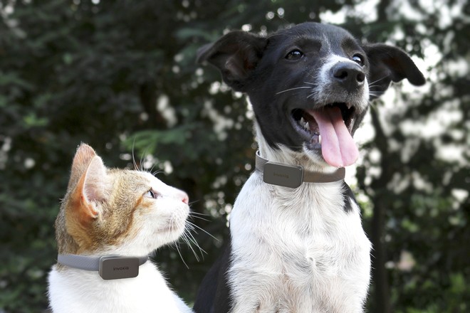 Des chiens et des chats connectés télésurveillés par leurs vétérinaires